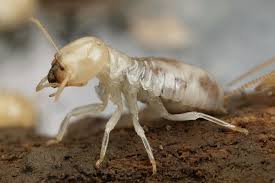 Termite [Photo Courtesy: commons.wikipedia.org] how to invest in real estate beginner real estate investor